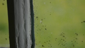 mould on windows 1